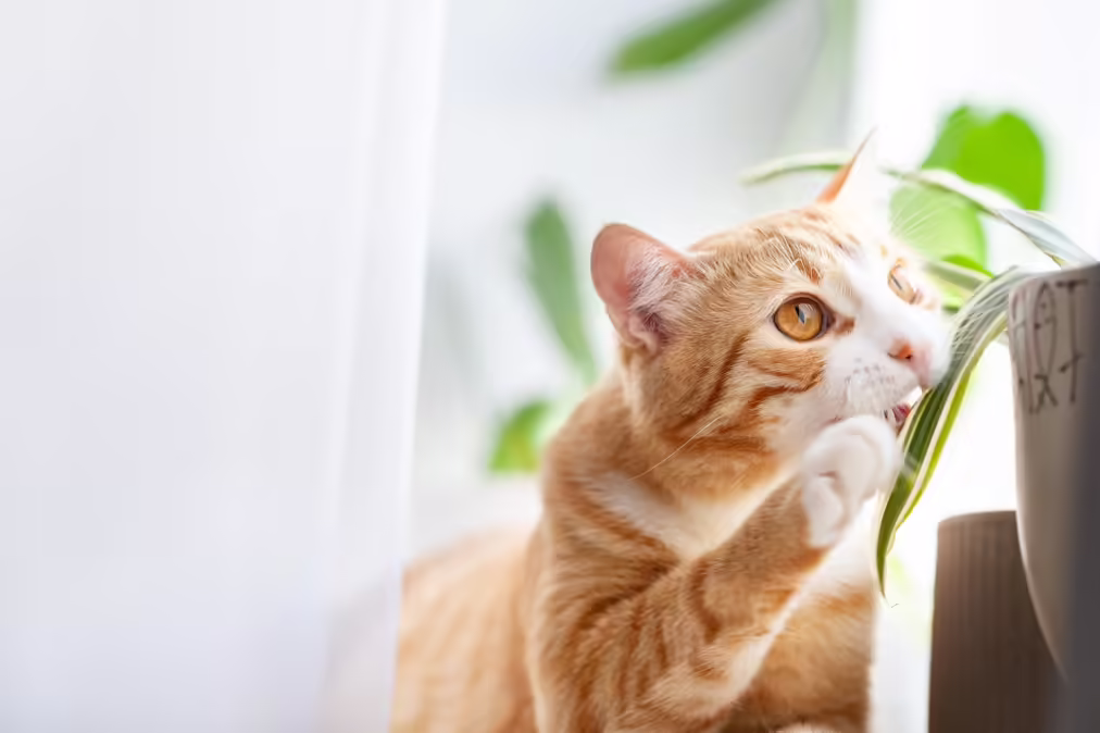 orange cat nibbing a plant