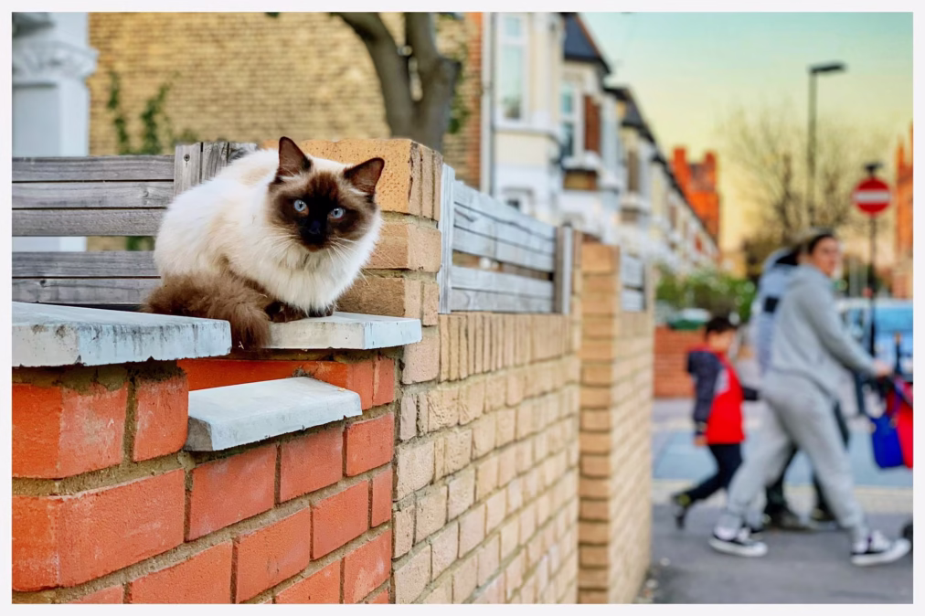 World Stray Animals Day 2026: When is it and How to Participate