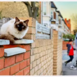 World Stray Animals Day 2026: When is it and How to Participate