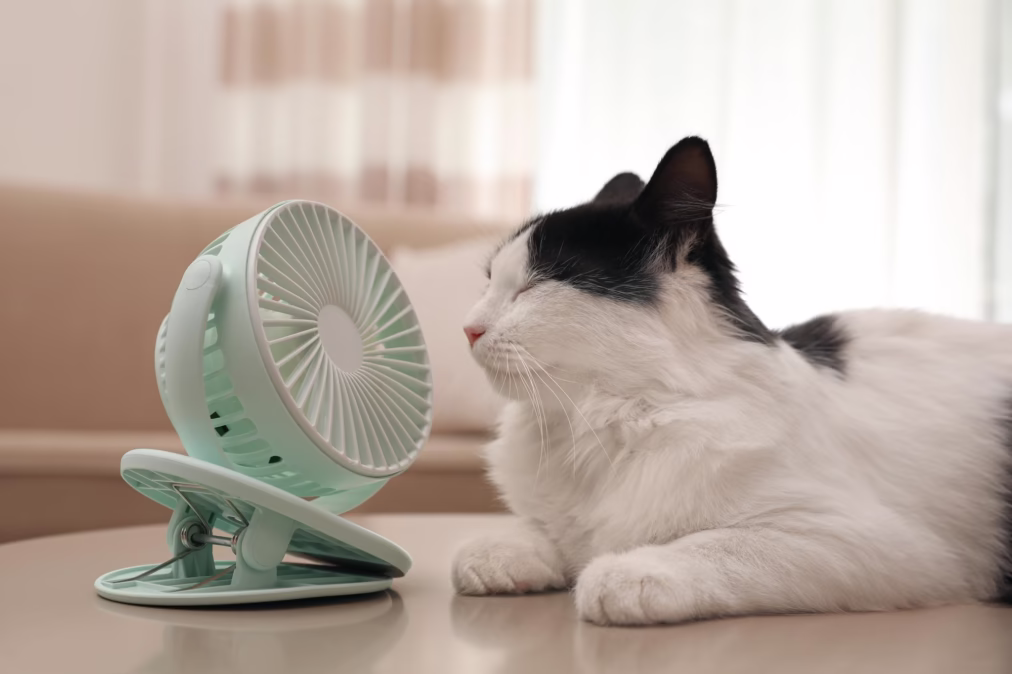 Cat in front of a fan