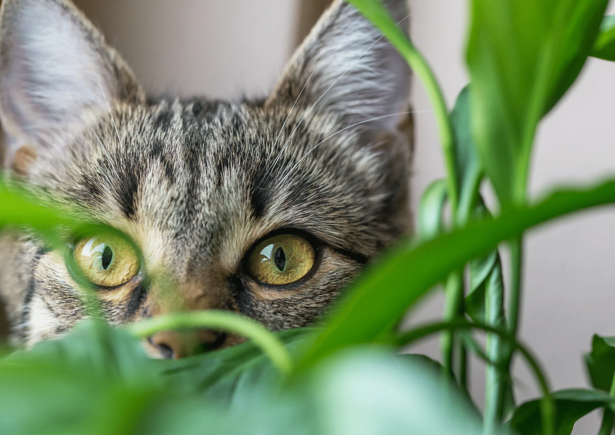 Cat behind plants