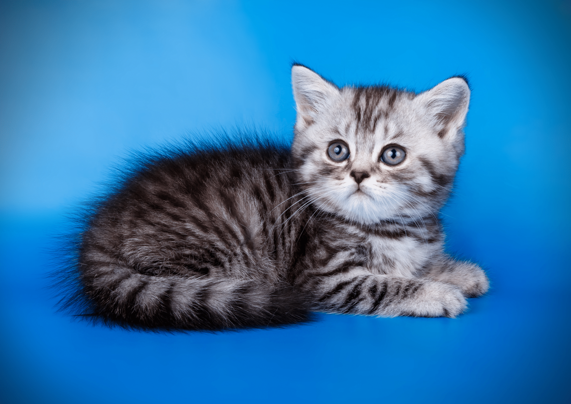 small kitty in a blue background