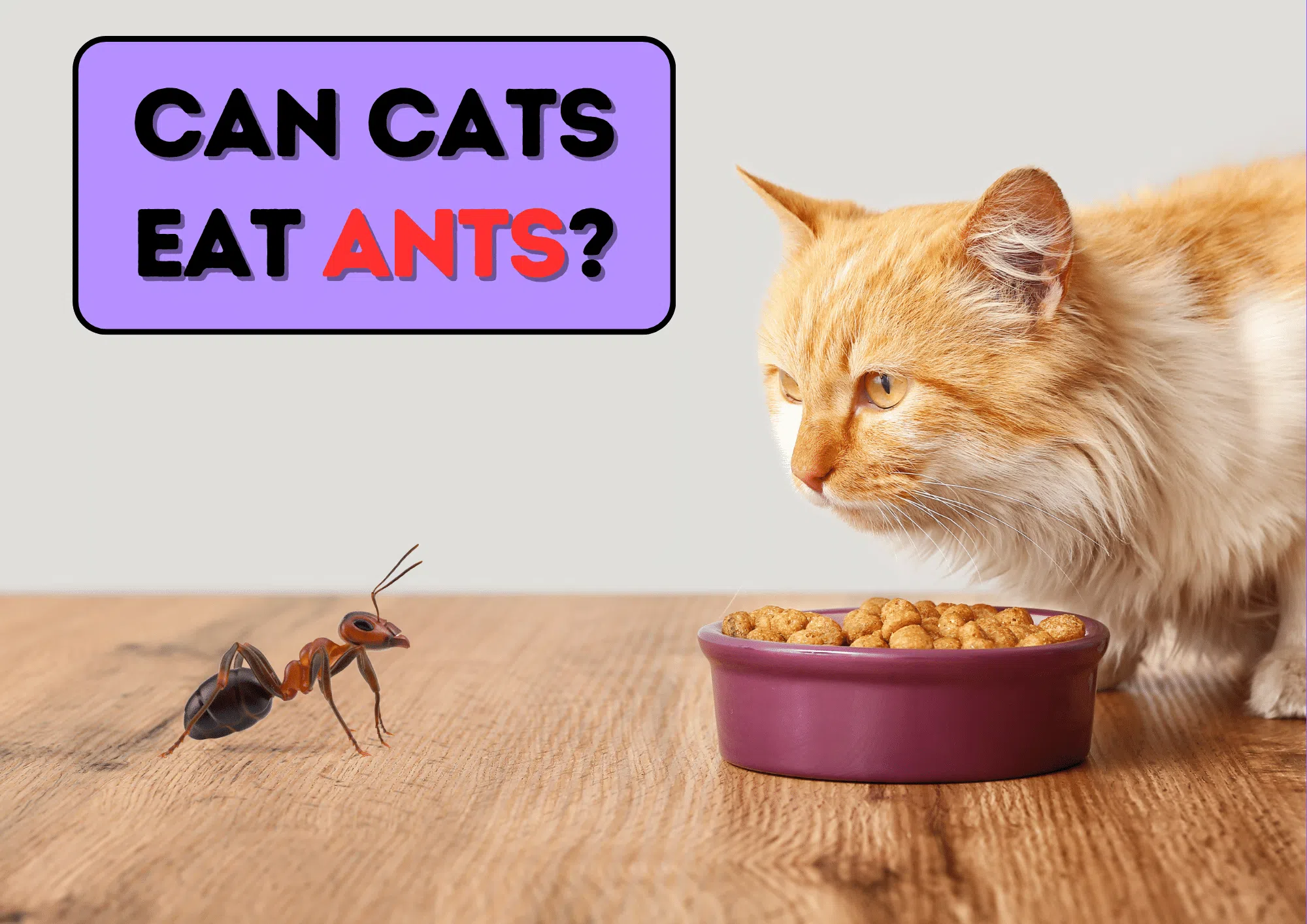 Cat eating while looking at an ant