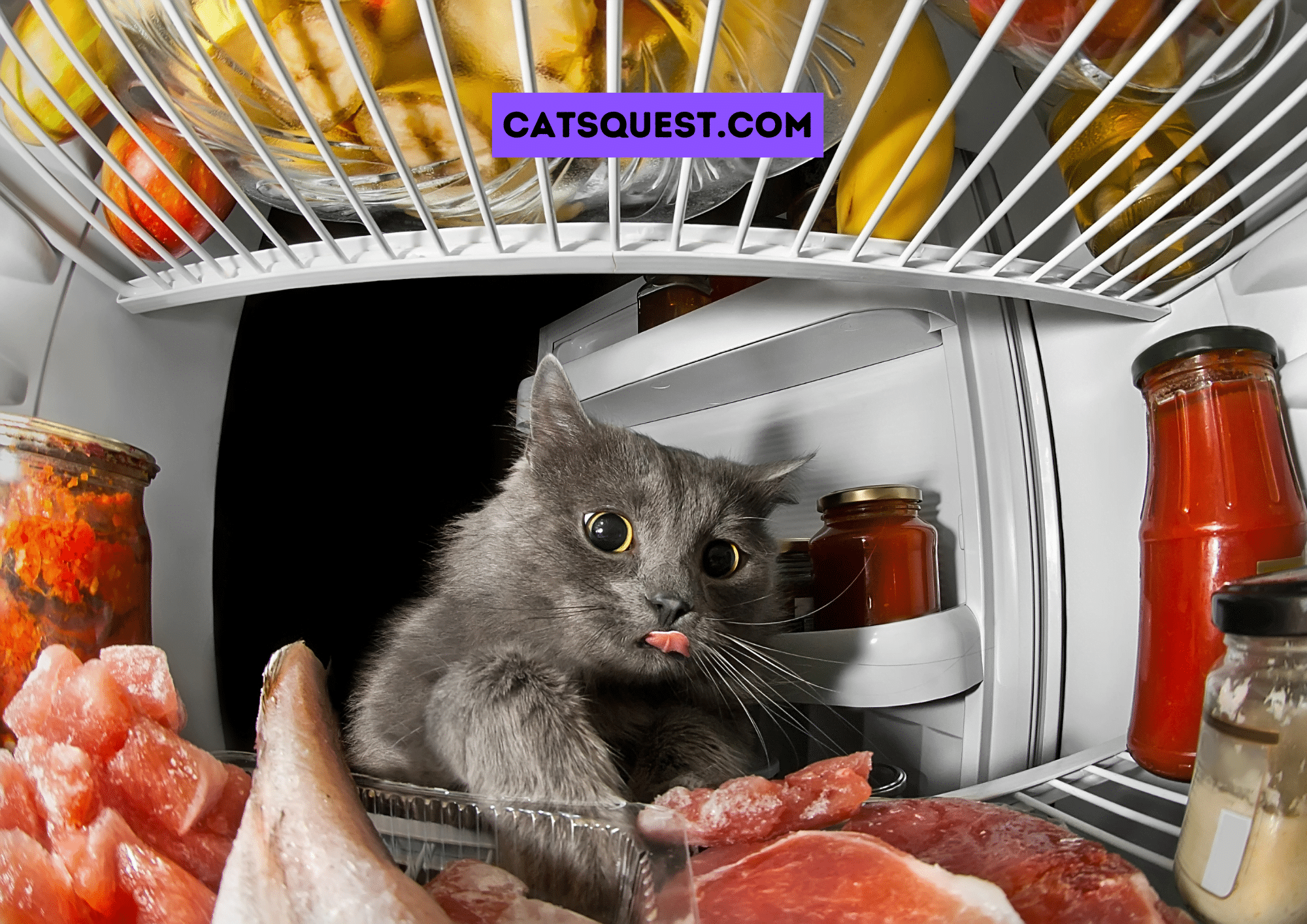 Why Does my Cat Open the Refrigerator Door? & How to Stop it