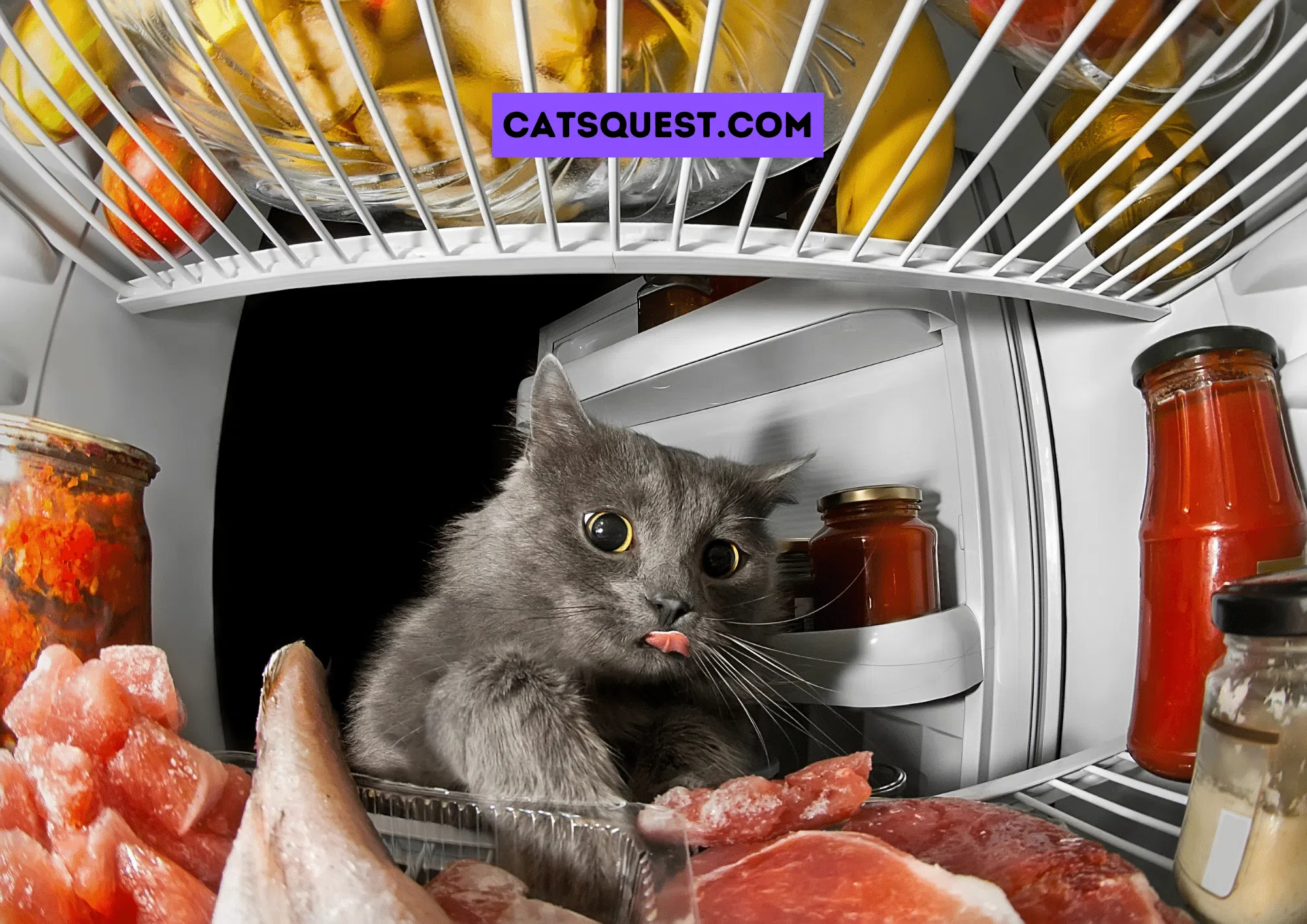 Why Does my Cat Open the Refrigerator Door? & How to Stop it