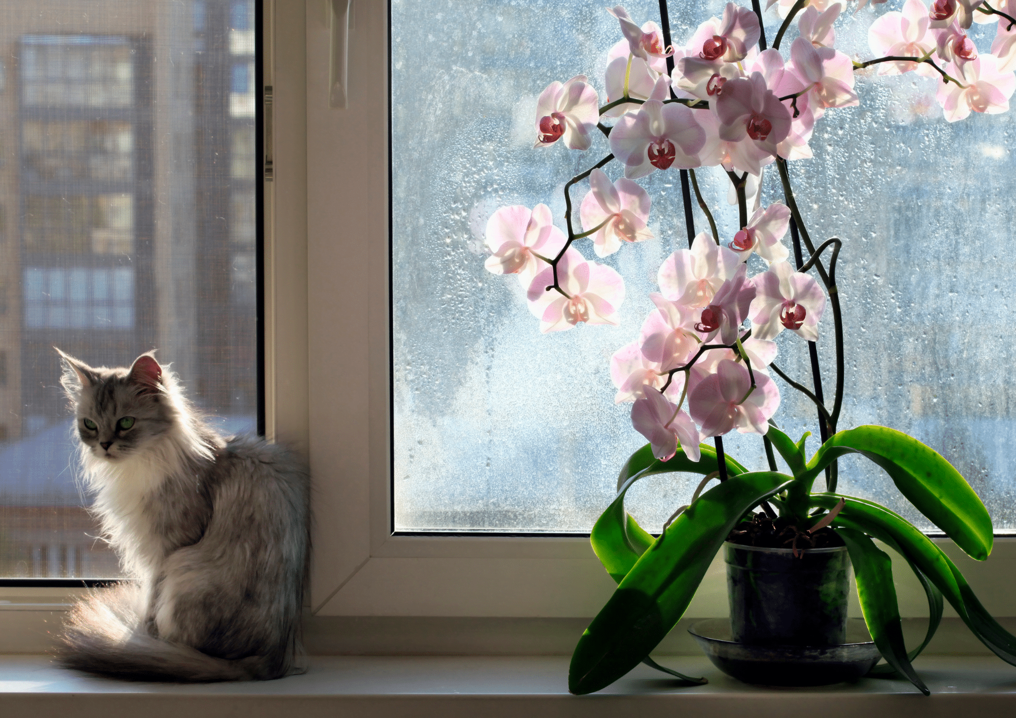 Cat sitting next to an orchid by the window