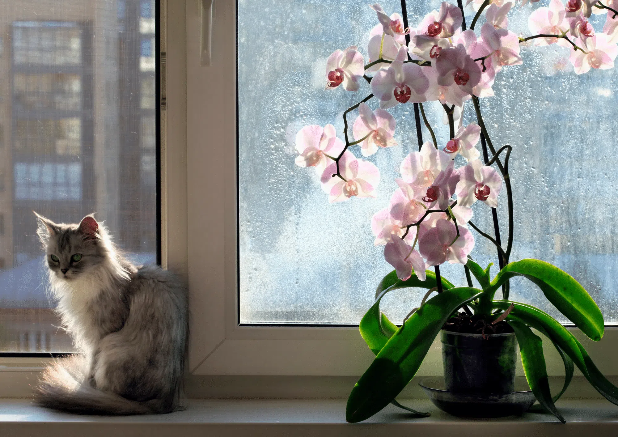 Cat sitting next to an orchid by the window