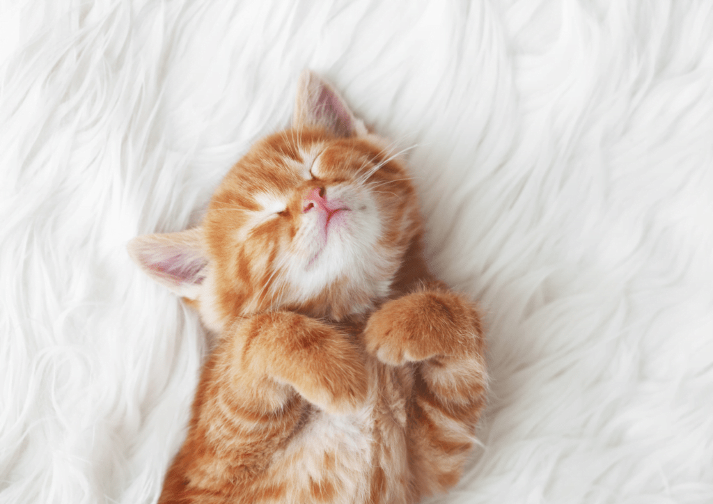 Orange Kitten resting