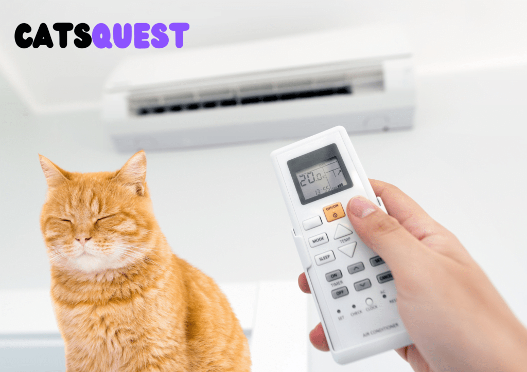 Cat under AC