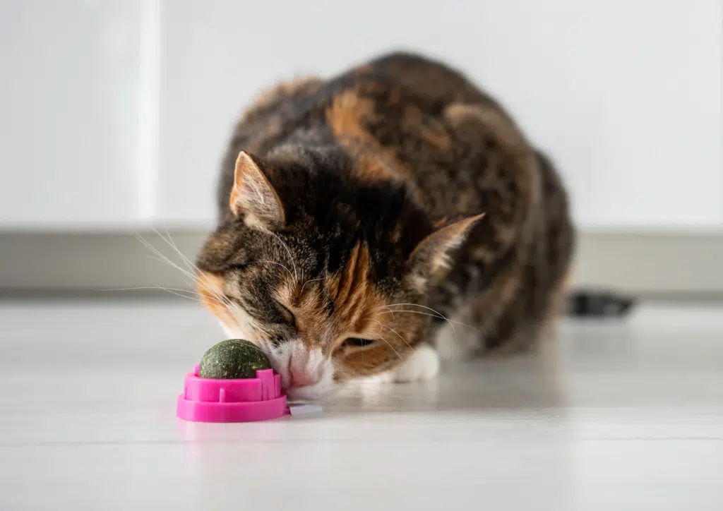Cat licking a catnip ball toy