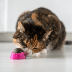 Cat licking a catnip ball toy