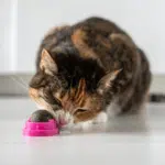 Cat licking a catnip ball toy