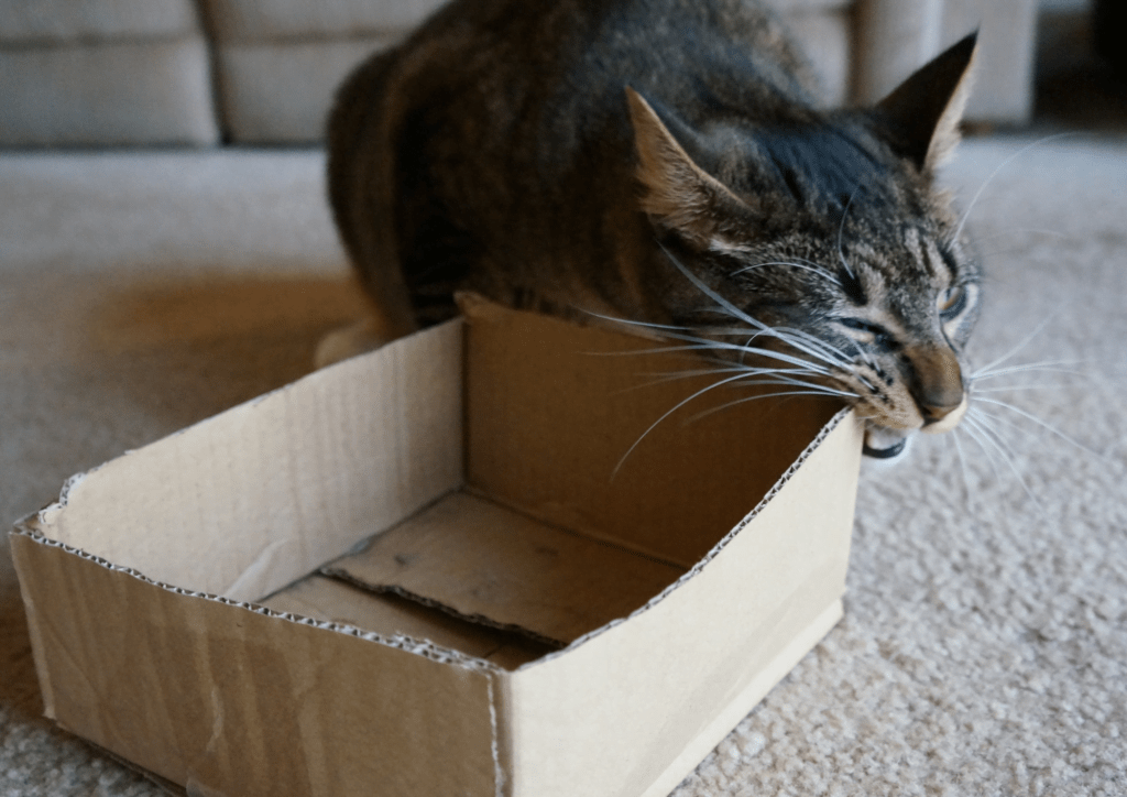 Why Does my Cat Chew on Cardboard? 5 Reasons