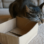Why Does my Cat Chew on Cardboard? 5 Reasons