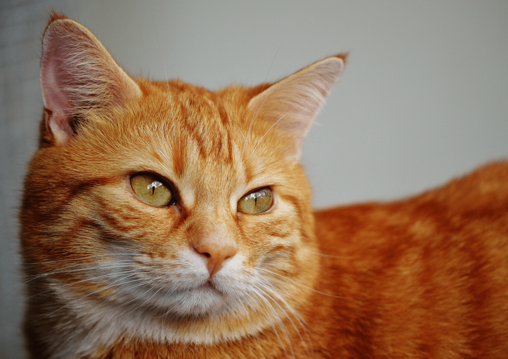 What is Orange Cat Behavior? The Truth (According to Studies)