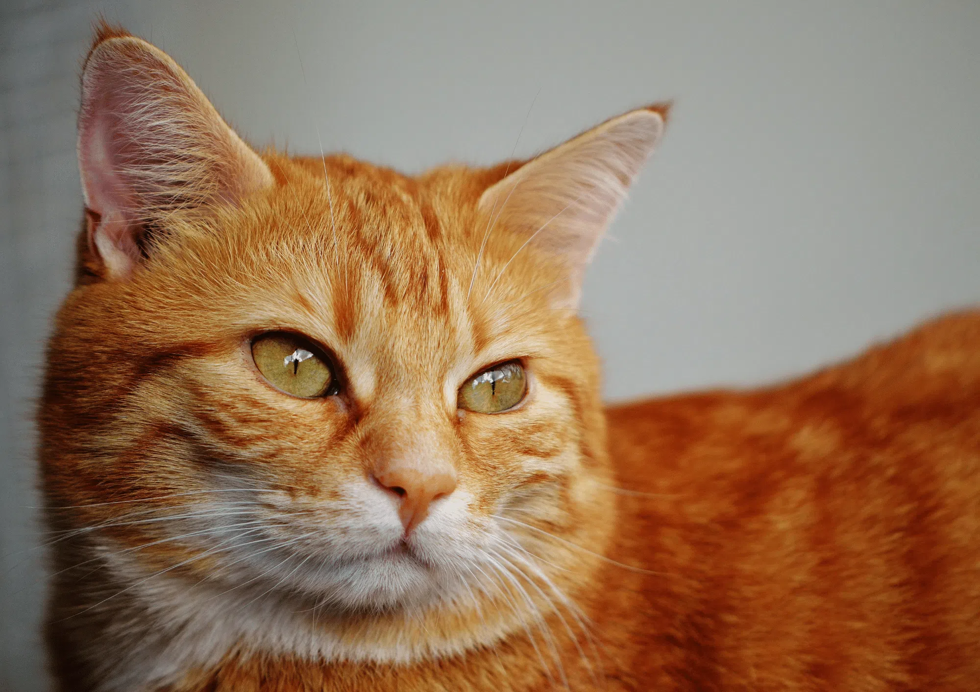What is Orange Cat Behavior? The Truth (According to Studies)