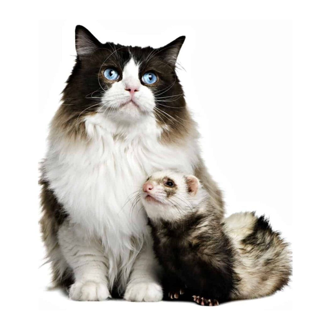 A cat and a ferret