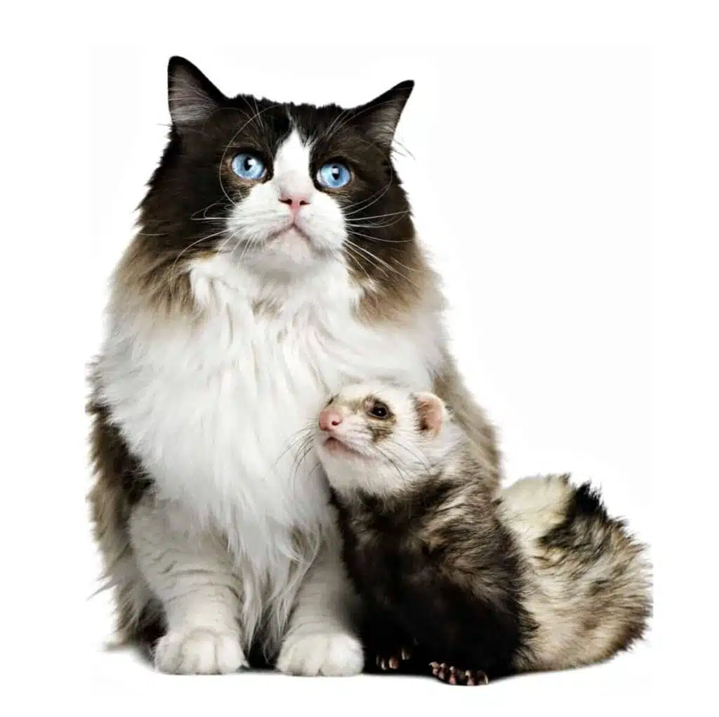 A cat and a ferret