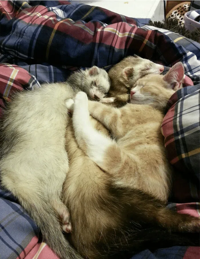 ferrets and a kitten sleeping