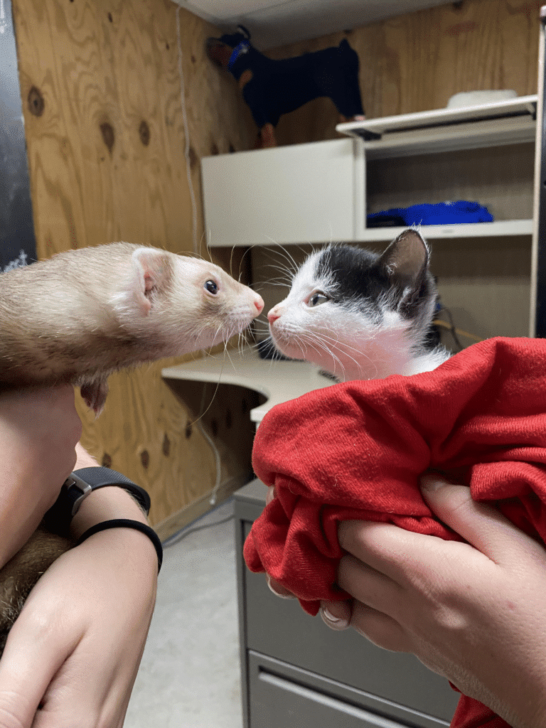 a ferret and a kitten meeting