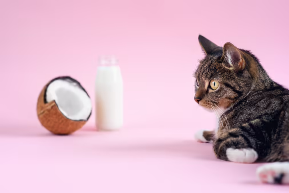 cat sitting next to a coconut and a glass of coconut water