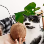 cat looking at a coconut with a metal straw
