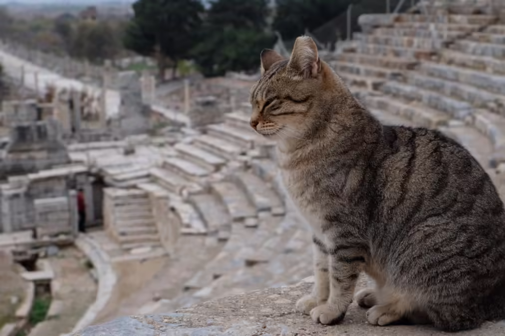 Cat in Roman Theatre