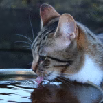 Why Does My Cat Sneeze After Drinking Water?