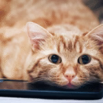 cat resting its head on a phone