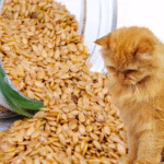 can cats eat sesame seeds