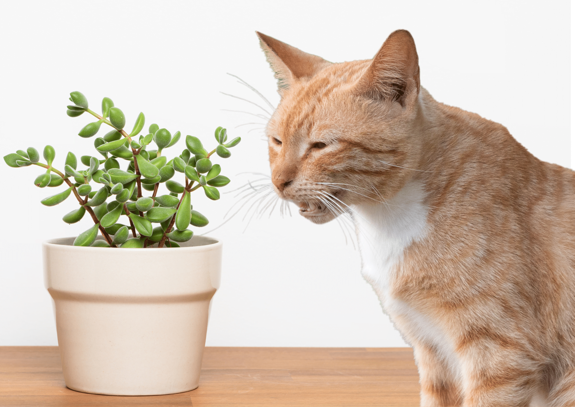Cat eating Rainbow Elephant Plant