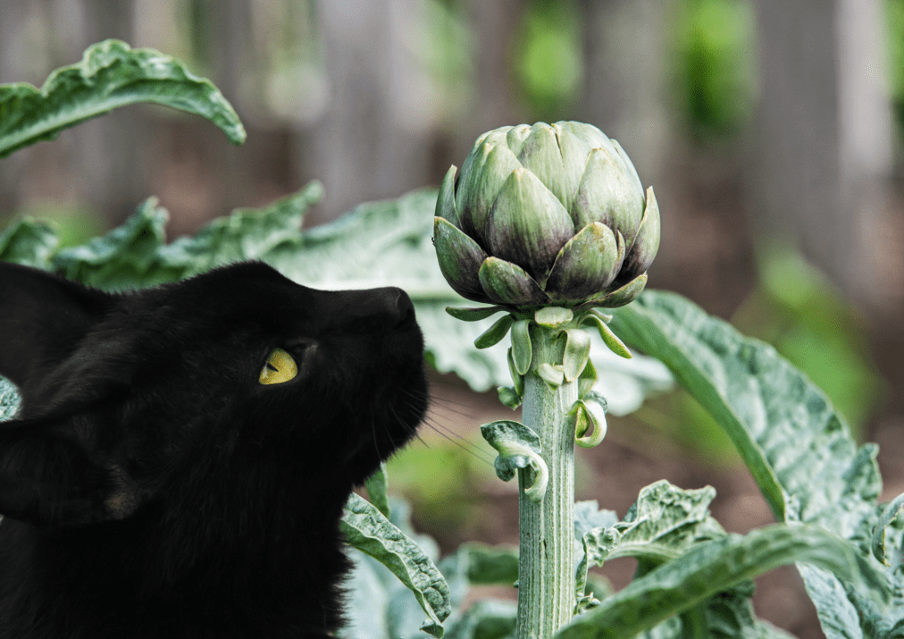 Can Cats Eat Artichoke? Here’s What You Need to Know