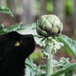 Can Cats Eat Artichoke? Here’s What You Need to Know