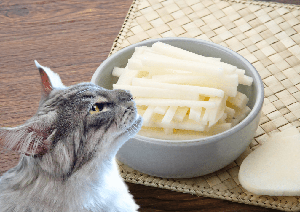 Can Cats Eat Jicama? Here’s What You Need To Know