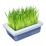 cat grass