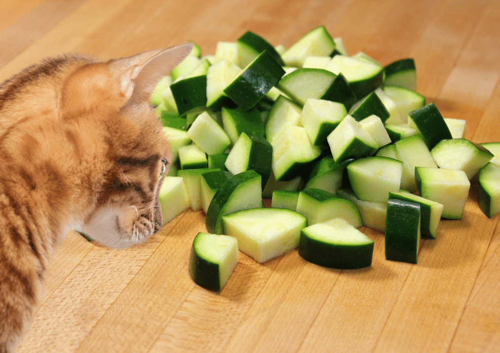 Can Cats Eat Zucchini? Here’s What You Need To Know