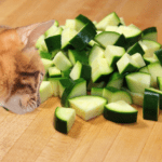 Can Cats Eat Zucchini? Here’s What You Need To Know