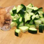 Can Cats Eat Zucchini? Here’s What You Need To Know