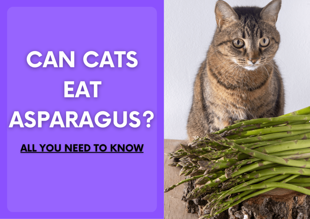 Can Cats Eat Asparagus? Here’s What You Need To Know
