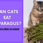 Can Cats Eat Asparagus? Here’s What You Need To Know
