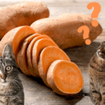 Can Cats Eat Sweet Potato? Here’s What You Need To Know