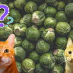 Can Cats Eat Brussels Sprouts? Here´s What You Need To Know