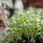 Cat looking at microgreens