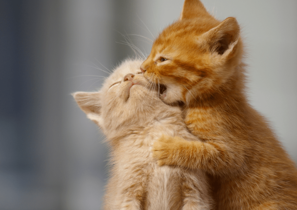 two orange kitties playing