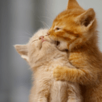two orange kitties playing