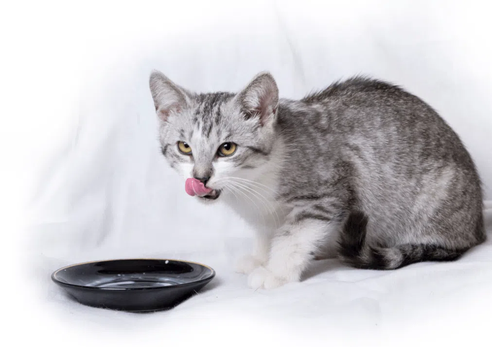 Cat drinking water