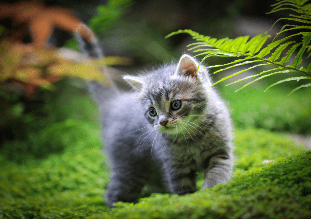 grey cat in the woods
