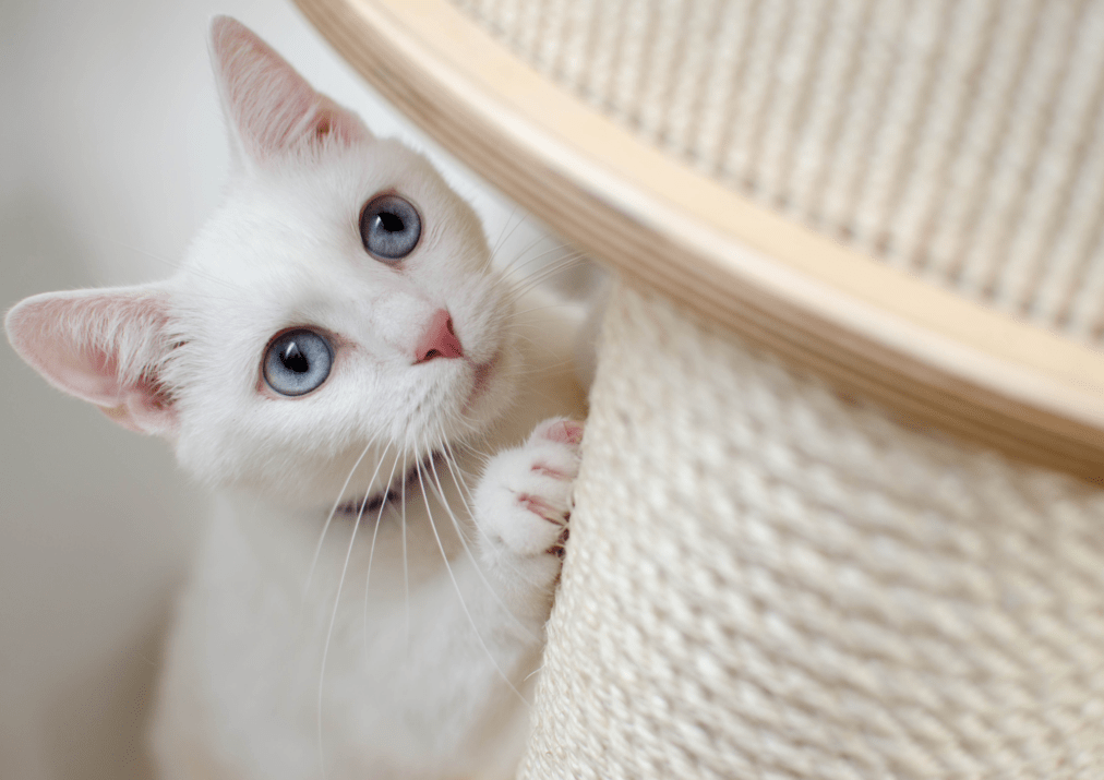 White cat scratching a post