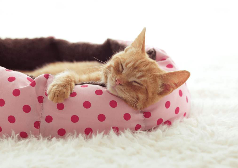 orange cat sleeping