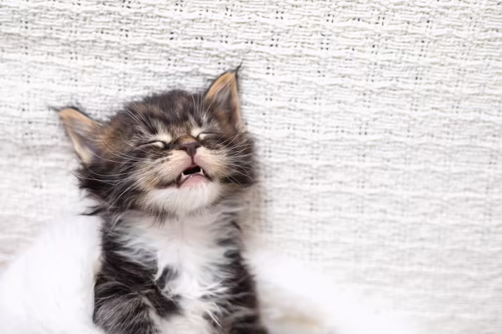 kitty sneezing